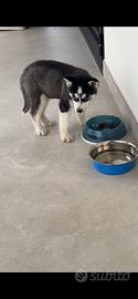 Siberian Husky con pedigree enci