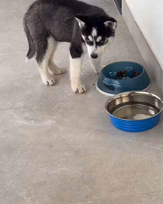Siberian Husky con pedigree enci