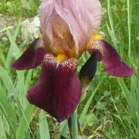 Piante di Iris