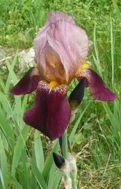 Piante di Iris