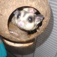 Petauro dello zucchero