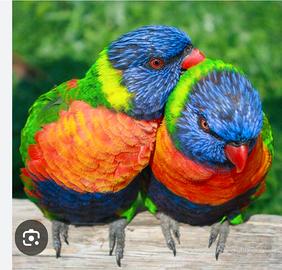 Lory arcobaleno