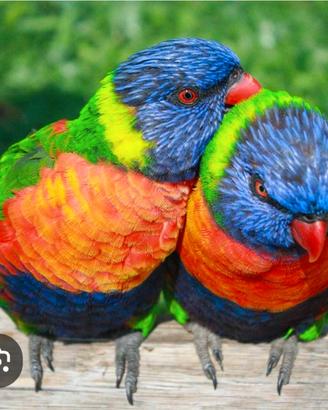 Lory arcobaleno