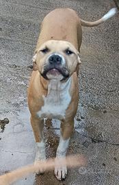 Femmine Pitbull adba
