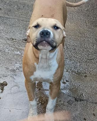 Femmine Pitbull adba
