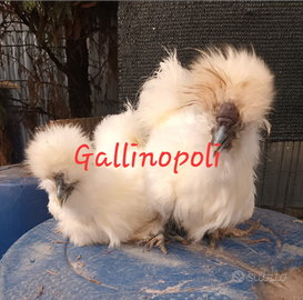 Galline ornamentali Moroseta