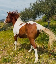 Cavallo/puledro Paint 22 mesi