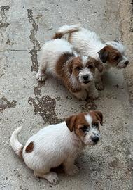 Cuccioli Jack Russell