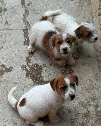 Cuccioli Jack Russell