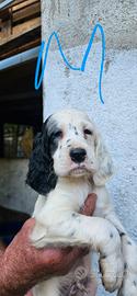 Cuccioli setter inglese