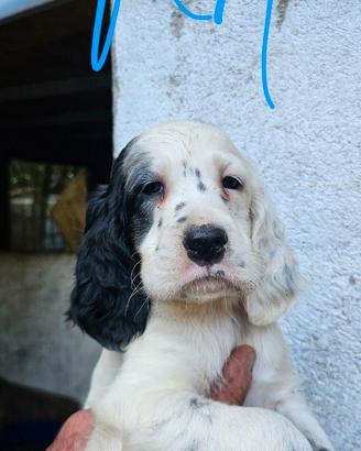 Cuccioli setter inglese