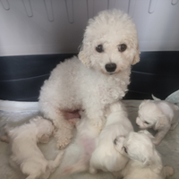 Cagnolini taglia piccola Cuccioli cn Pedigree ENCI