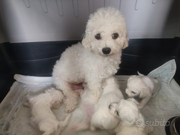 Cagnolini taglia piccola Cuccioli cn Pedigree ENCI
