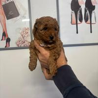 Barboncina Red ultima cucciola disponibile a pasqu