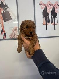 Barboncina Red ultima cucciola disponibile a pasqu