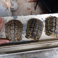 Taratarughine di terra