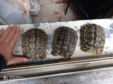 Taratarughine di terra