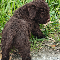 Lagotto Romagnolo CUCCIOLI con Pedigree