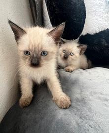 Gattini siamesi thai