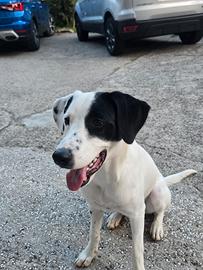Cucciolo meticcio 6mesi