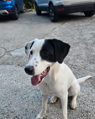 Cucciolo meticcio 6mesi