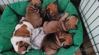 Bulldog francese