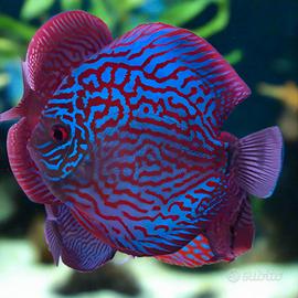 DISCUS