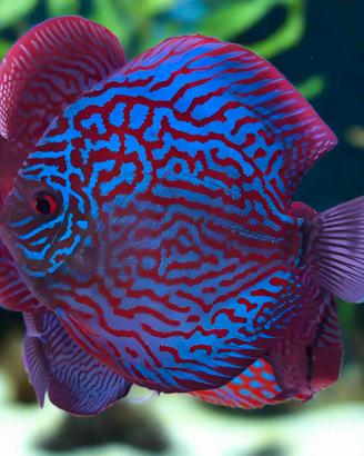 DISCUS