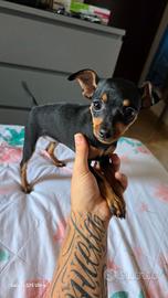 Pincher nano