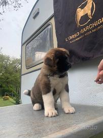 Cucciolo akita americano