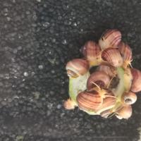 Ampullarie e caridine