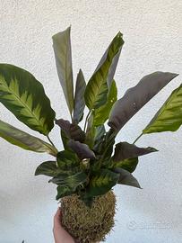 Kokedama calathea “louisae”