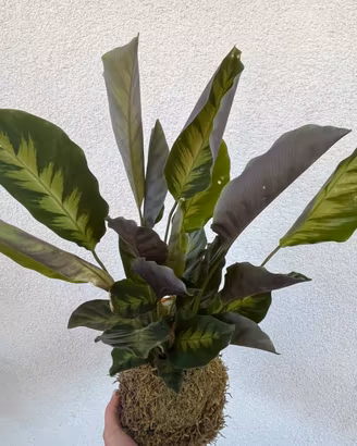 Kokedama calathea “louisae”