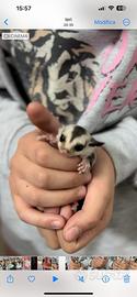 Petauro