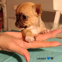 Chihuahua