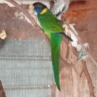 Pappagalli parrochetto Port lincoln