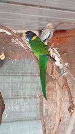 Pappagalli parrochetto Port lincoln