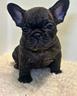 cucciolarta-bulldog-francese-neri-m-e-f