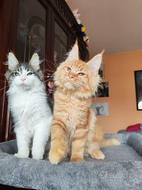 Cucciolo di Maine coon
