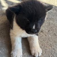 Vendita cuccioli di Akita Americano