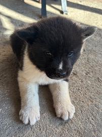 Vendita cuccioli di Akita Americano