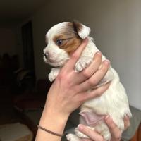 Yorkshire Biewer blueberry