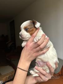 Yorkshire Biewer blueberry