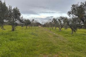 Terreno agricolo Ulivi Zona Selva San Vito Laterza