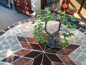 Albero Bonsai 