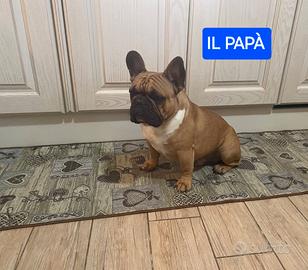 Bulldog francese pedigree enci bouledogue