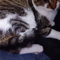Romeo gatto 14 mesi