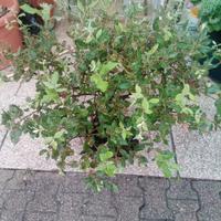 pre bonsai di leccio