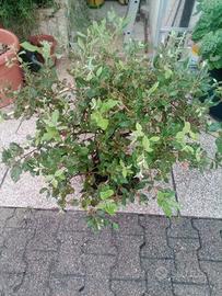 pre bonsai di leccio