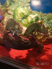 Camaleonti calyptratus